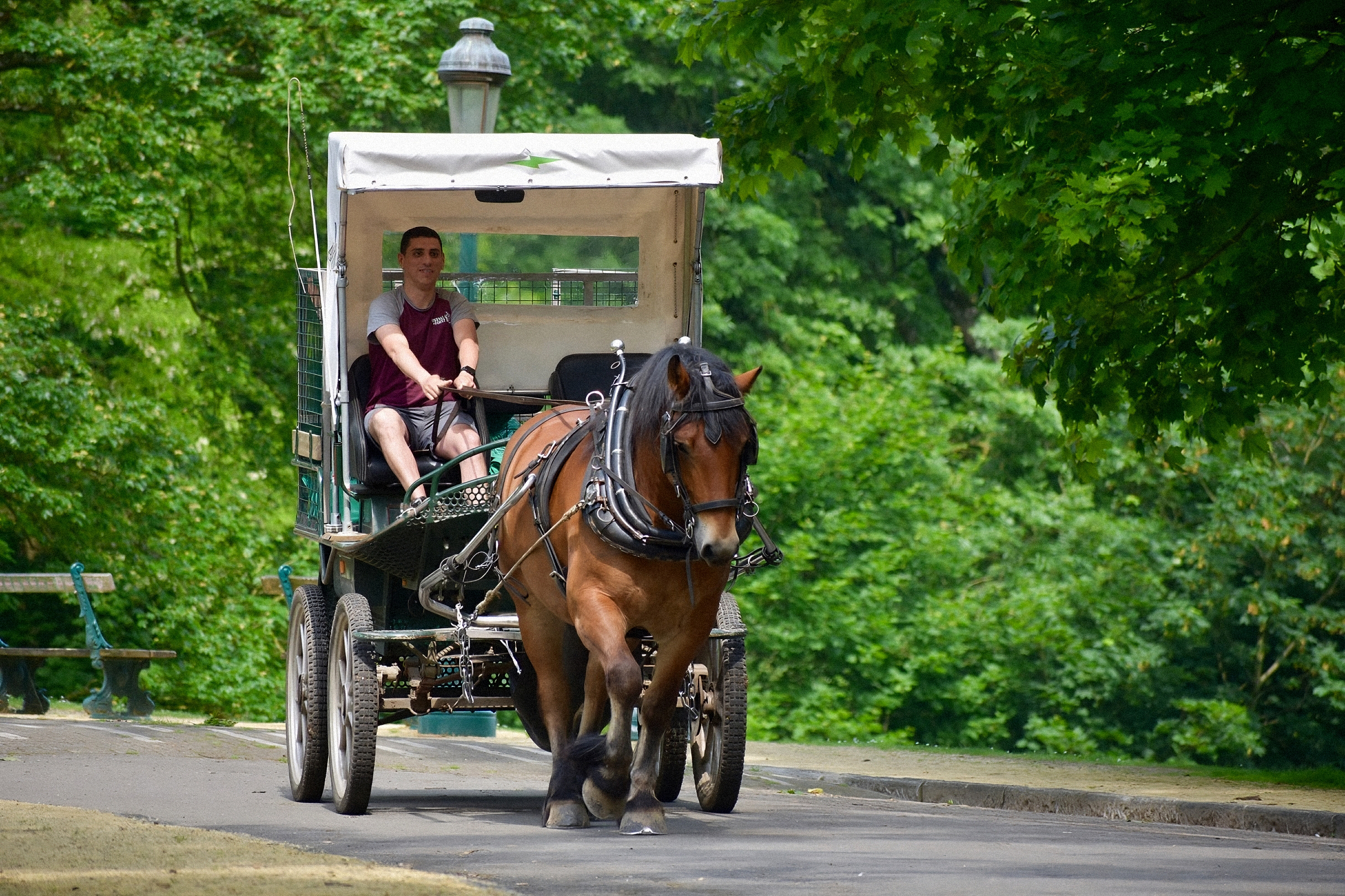 Bénévole de Cheval et Forêt conduisant une calèche tirée par un cheval de trait