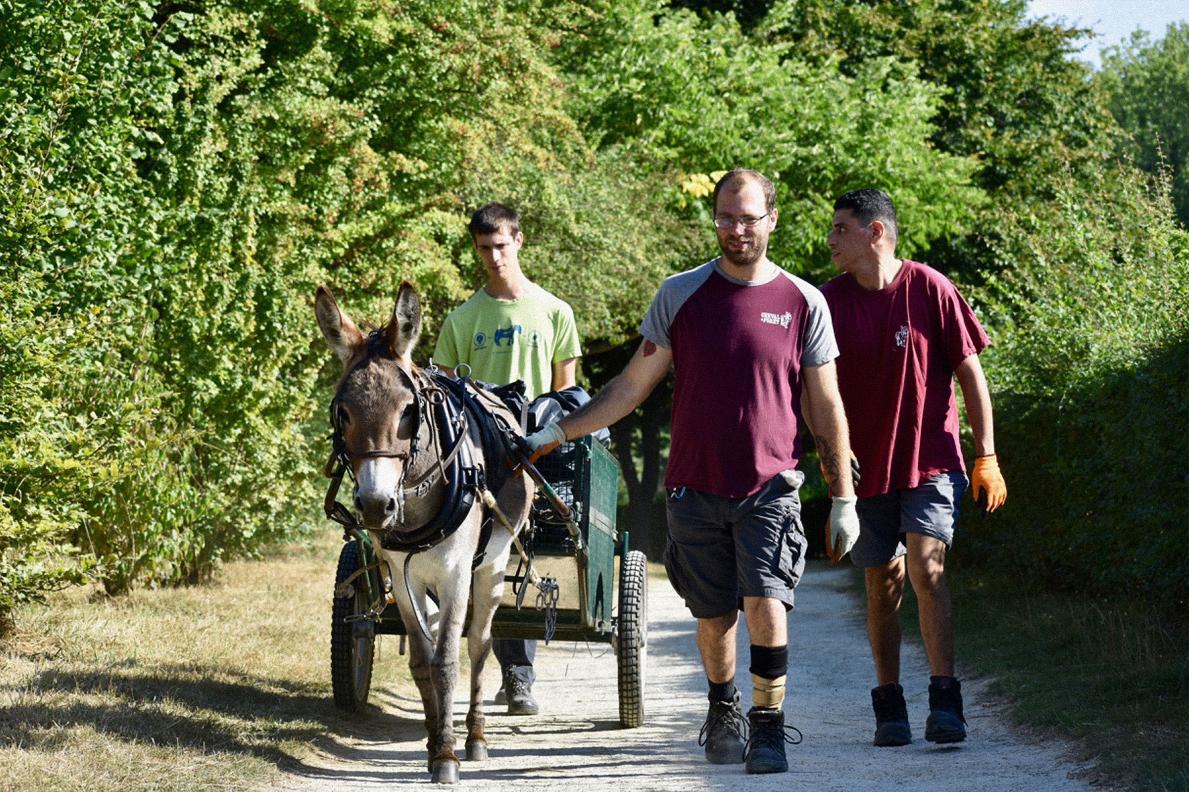Bénévoles Cheval et Forêt dirigeant un âne tirant un chariot