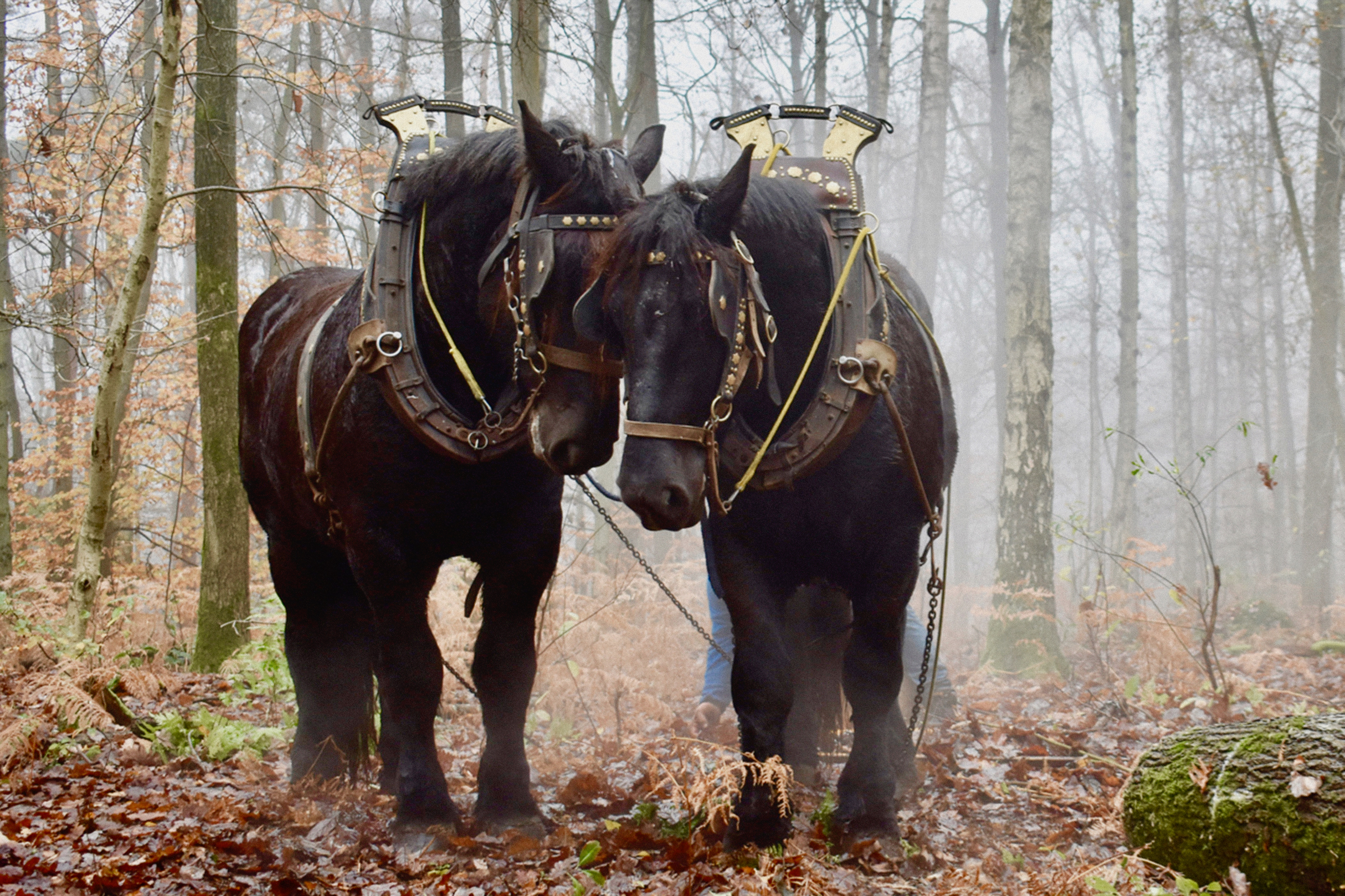 Deux chevaux de trait côte à côte dans la Forêt de Soigne en automne